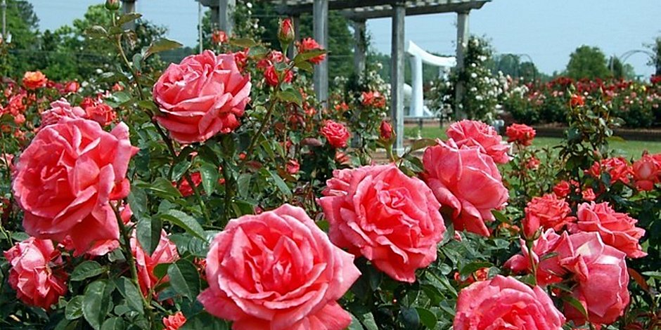 Rose Garden